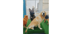 Fancy Furry Pets Care