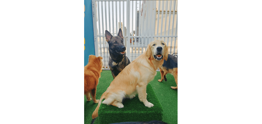 Fancy Furry Pets Care